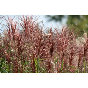 Ozdobnica čínska (Miscanthus Sinensis) ´KRATER´ - výška 30-50 cm, ∅ 20-30 cm, kont. C3L